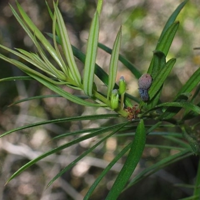 Podocarpus spinulosus