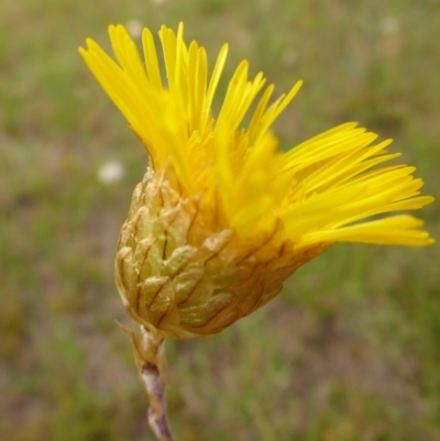 Podolepis canescens