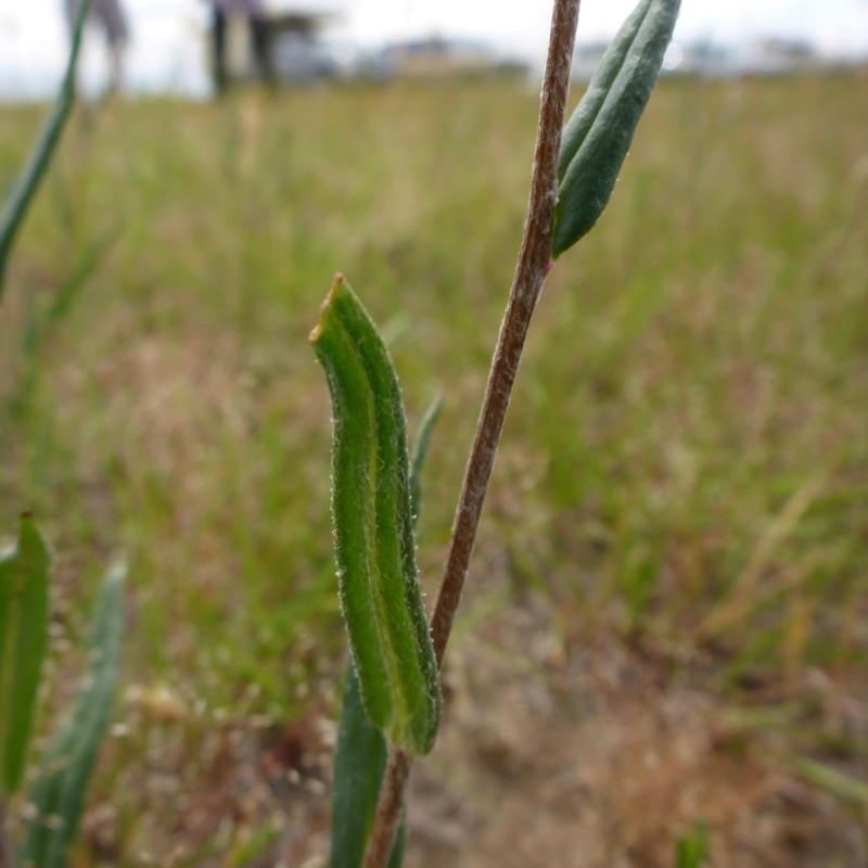 Podolepis canescens