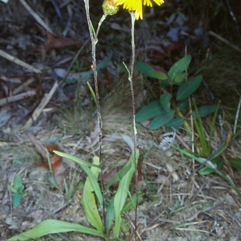 Podolepis hieracioides