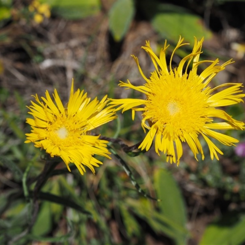 Podolepis jaceoides