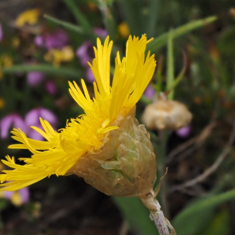 Podolepis jaceoides