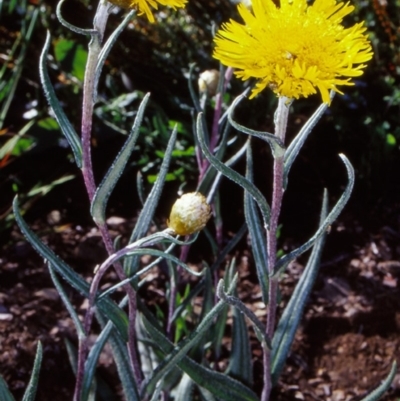 Podolepis jaceoides