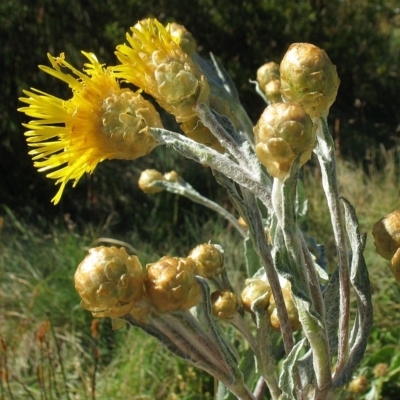 Podolepis laciniata