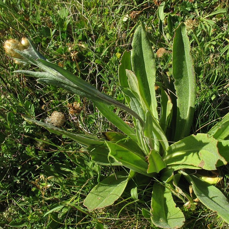 Podolepis laciniata