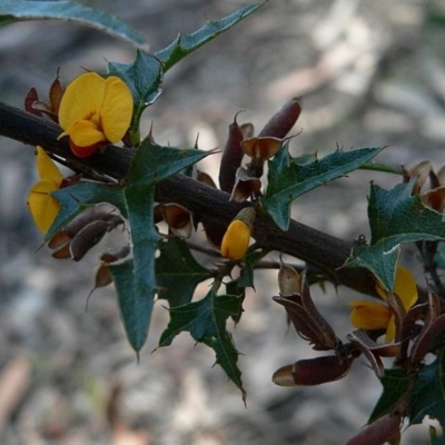 Podolobium ilicifolium