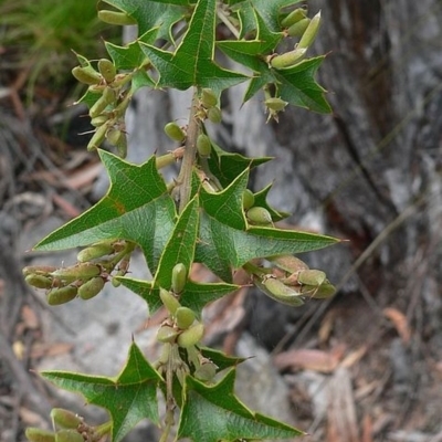 Podolobium ilicifolium