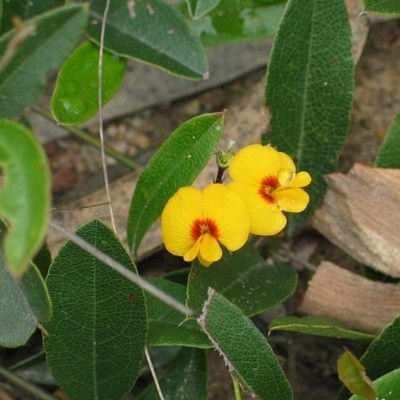 Podolobium scandens