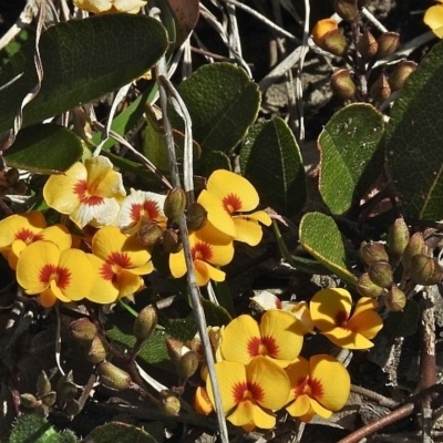 Podolobium scandens