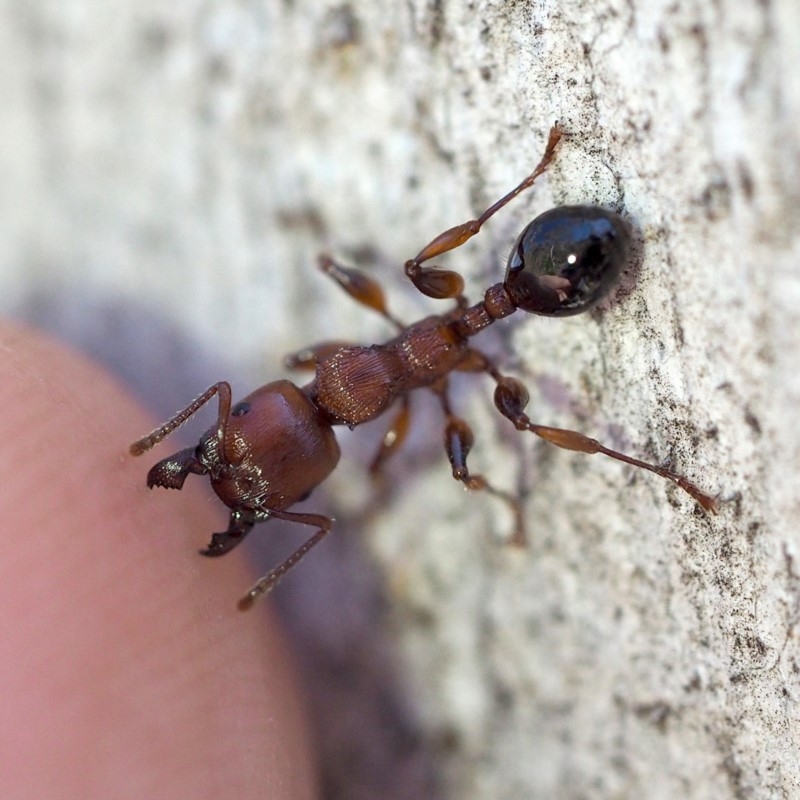 Podomyrma gratiosa