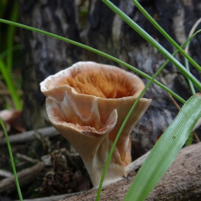 Podoscypha petalodes