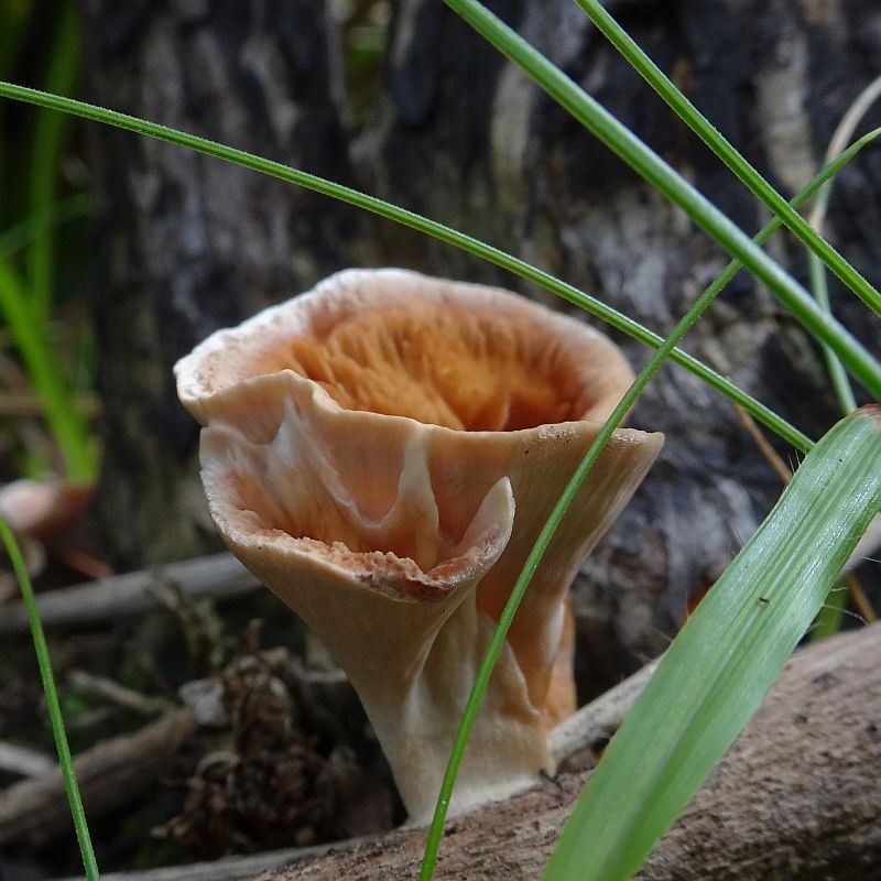 Podoscypha petalodes