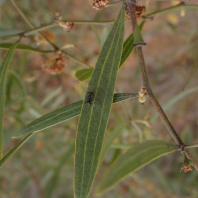 Acacia leprosa