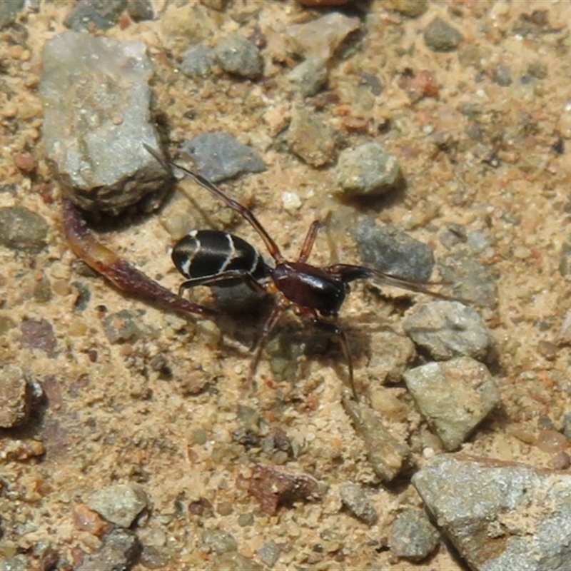 Poecilipta sp. (genus)