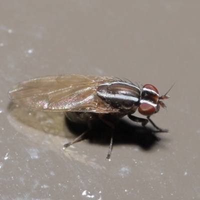 Poecilohetaerus aquilus