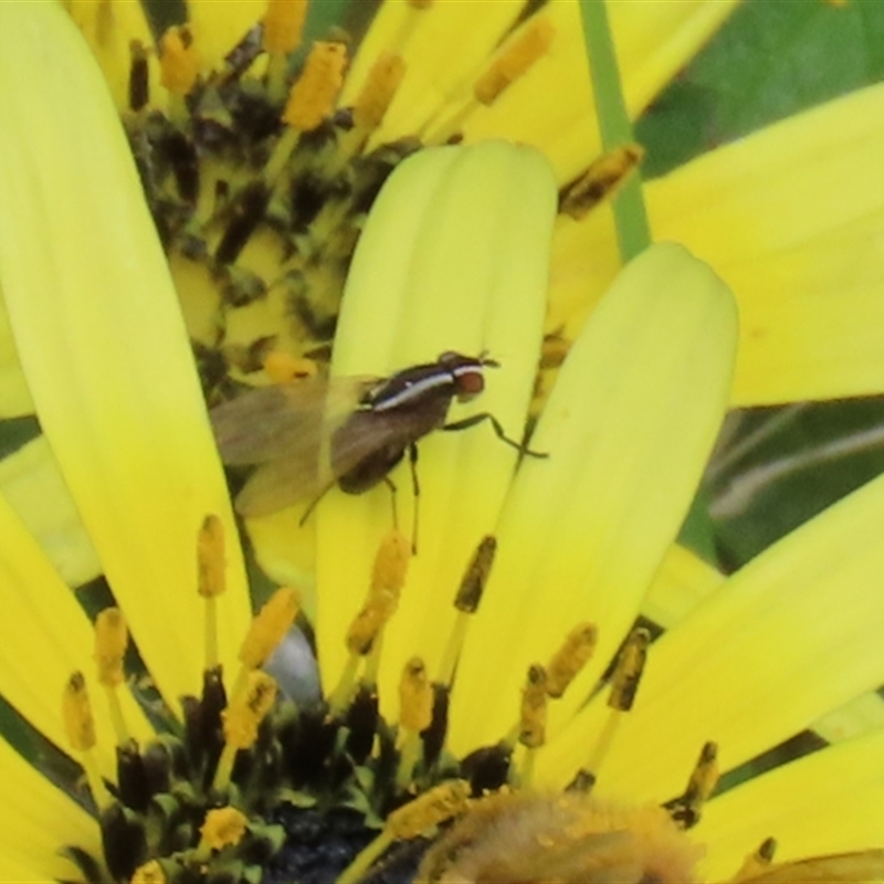 Poecilohetaerus sp. (genus)