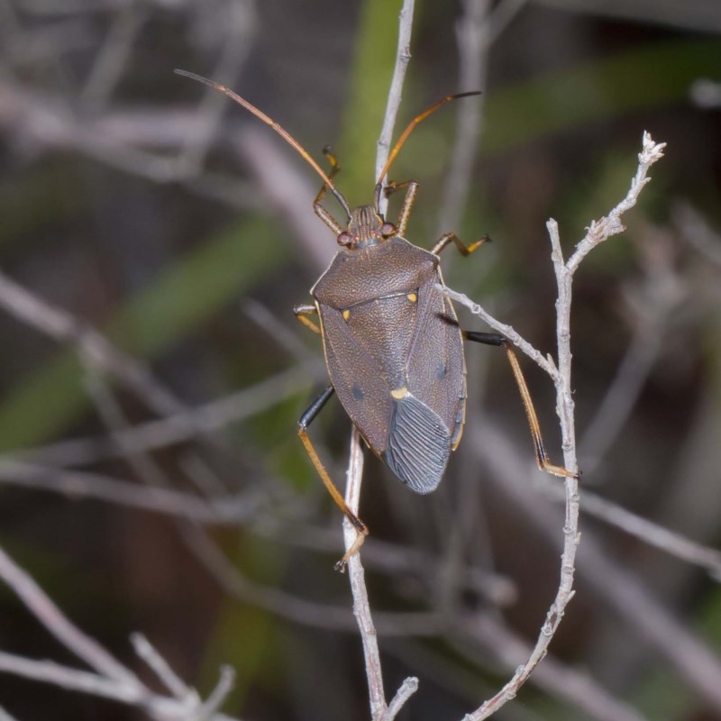 Poecilometis parilis