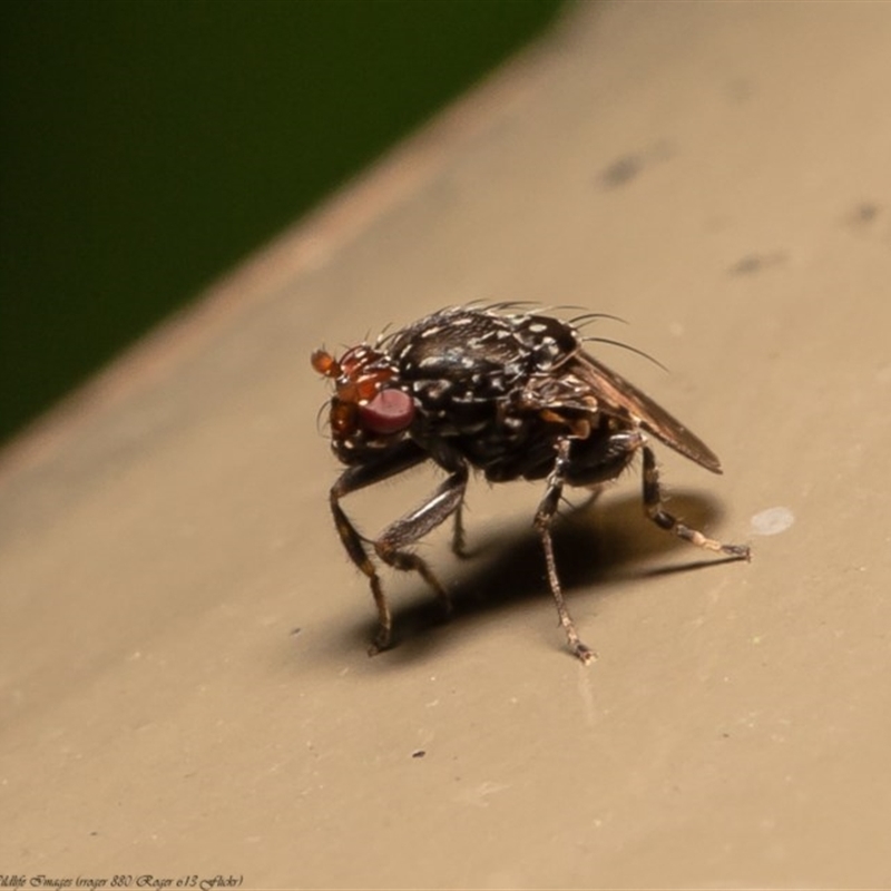 Poecilosomella punctipennis