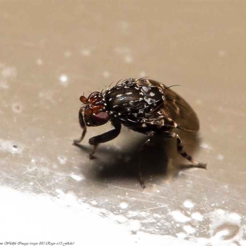 Poecilosomella punctipennis