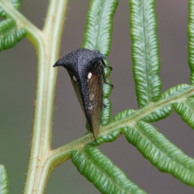 Pogonella minutus