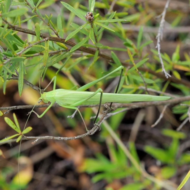 Polichne sp. (genus)