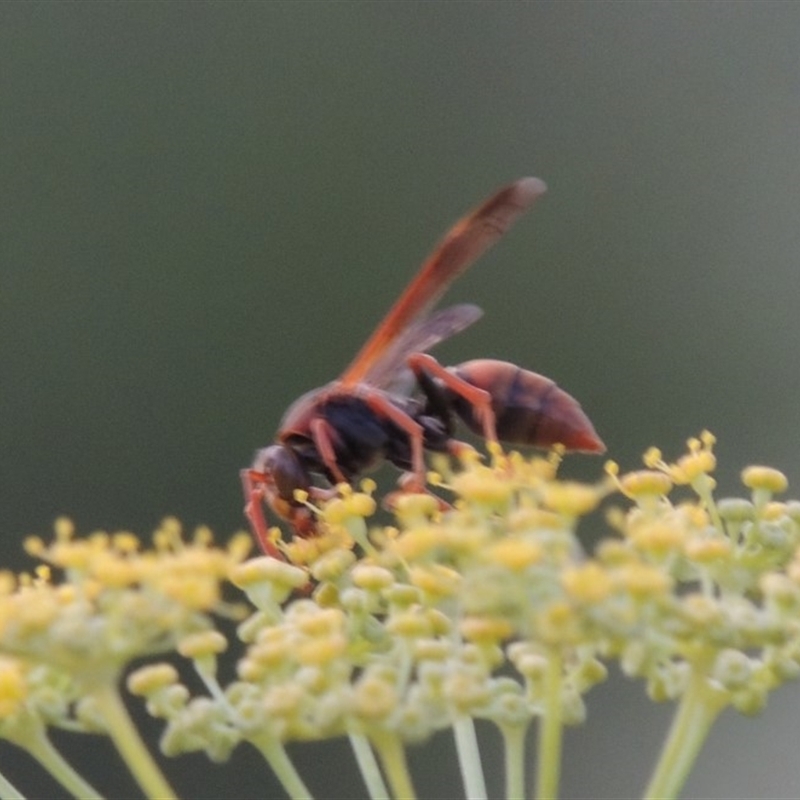 Polistes (Gyrostoma) erythrinus