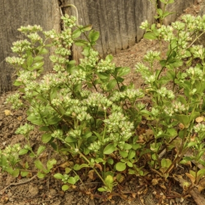 Polycarpon tetraphyllum