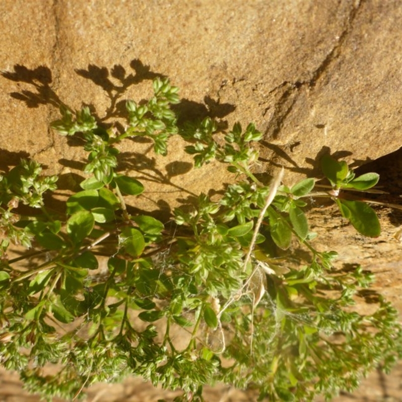 Polycarpon tetraphyllum