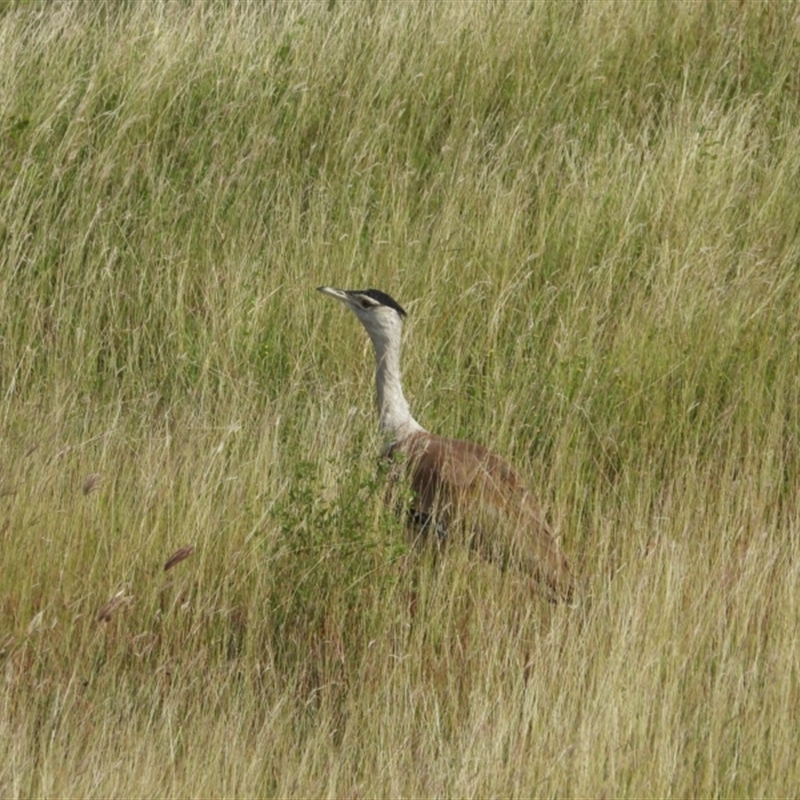 Ardeotis australis