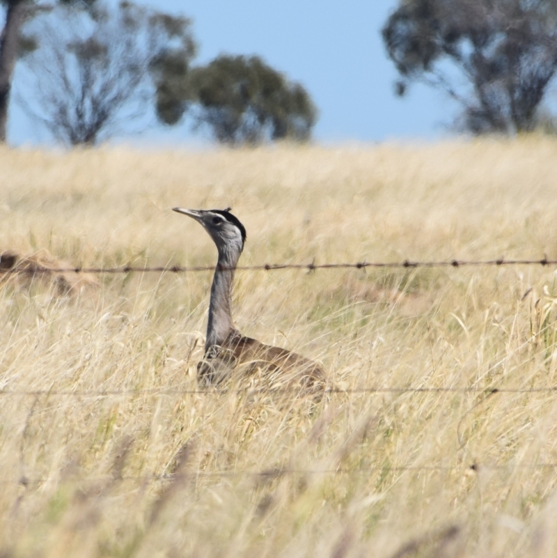 Ardeotis australis