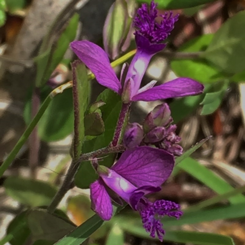 Polygala japonica