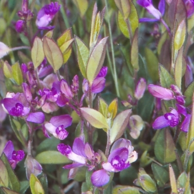 Polygala japonica