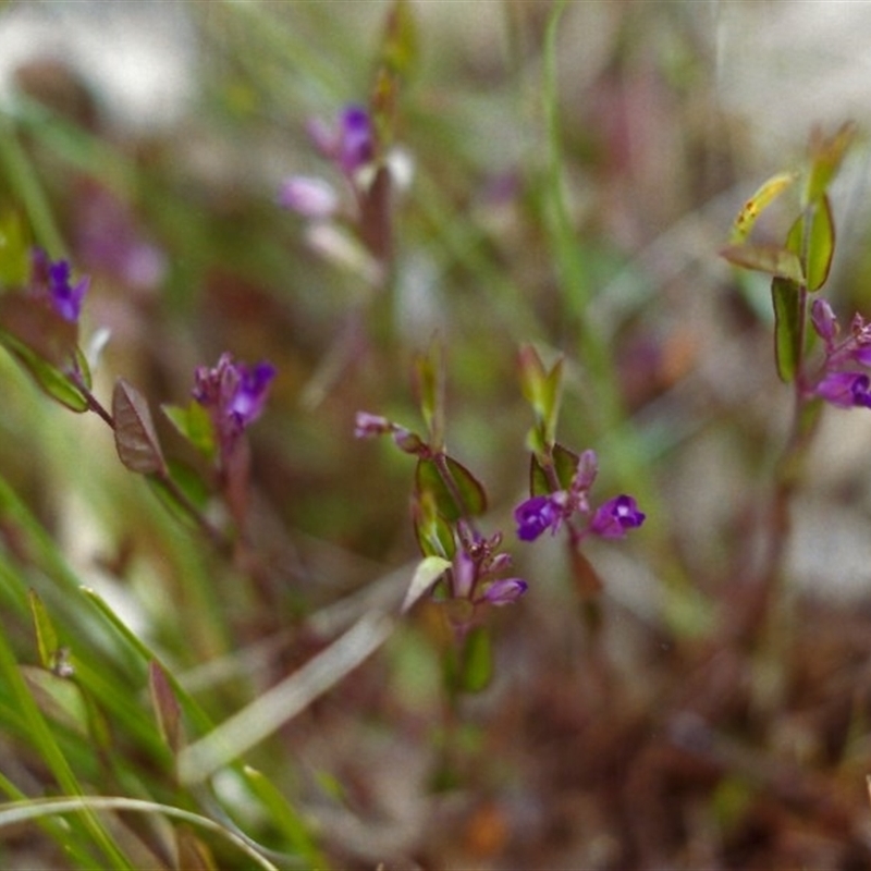 Polygala japonica