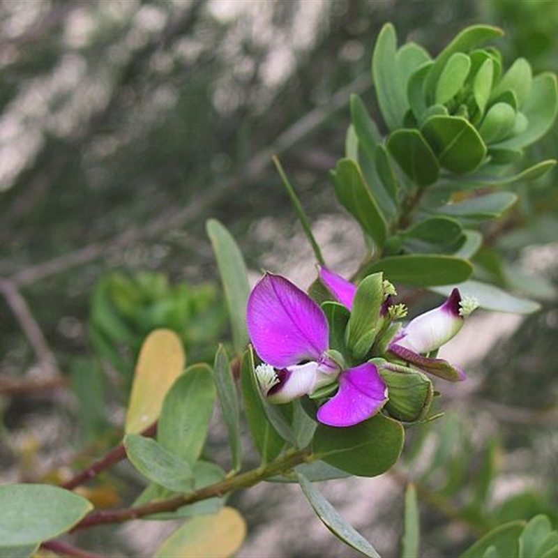 Polygala myrtifolia