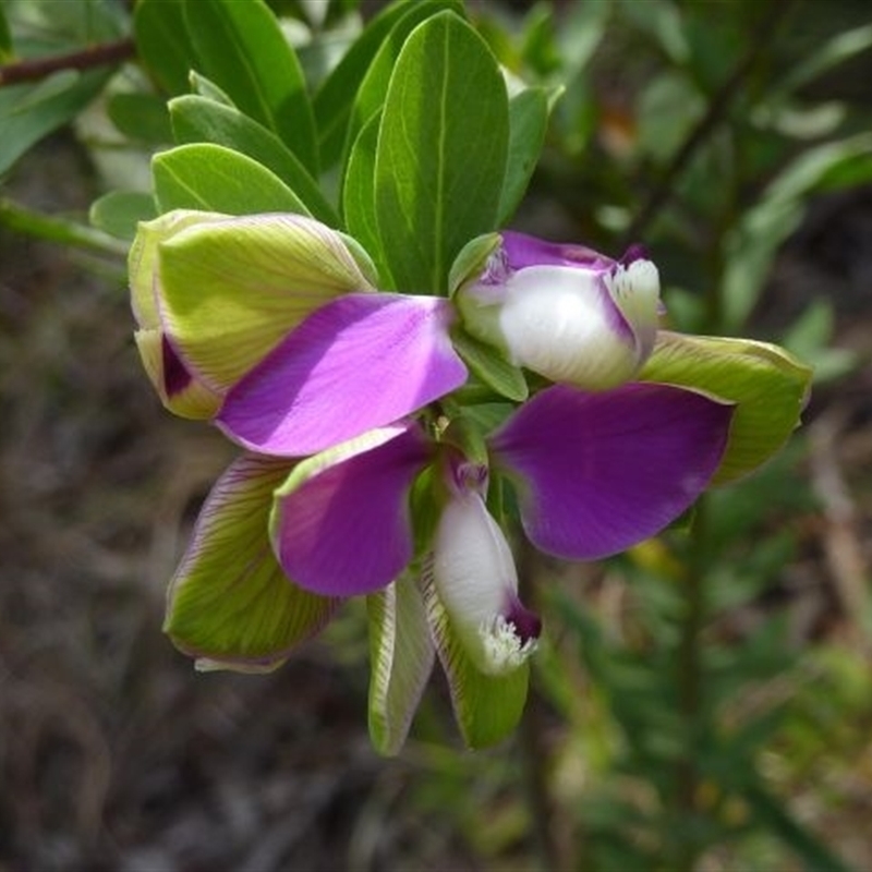 Polygala myrtifolia