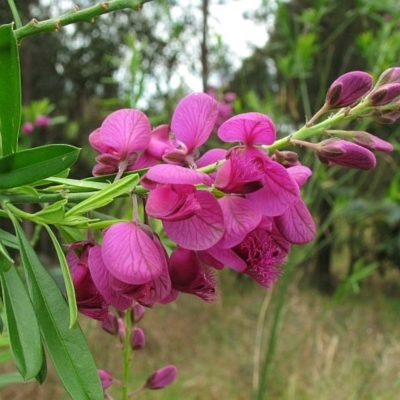 Polygala virgata