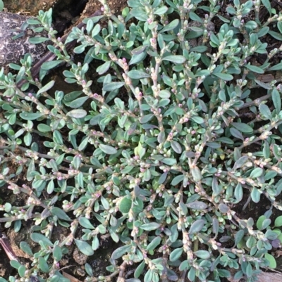 Polygonum arenastrum