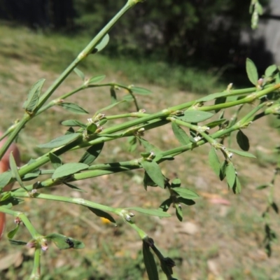 Polygonum aviculare