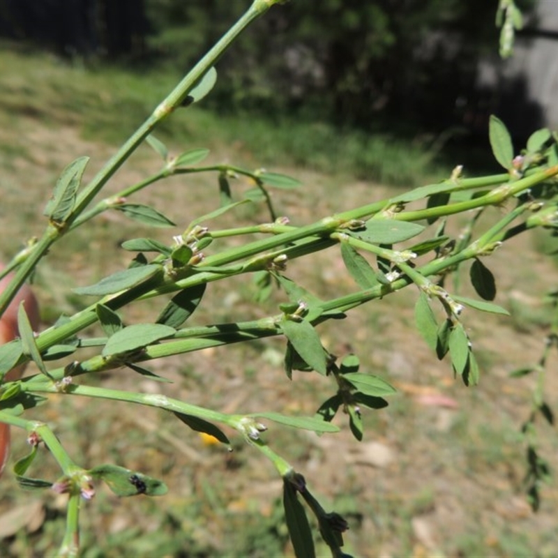 Polygonum aviculare