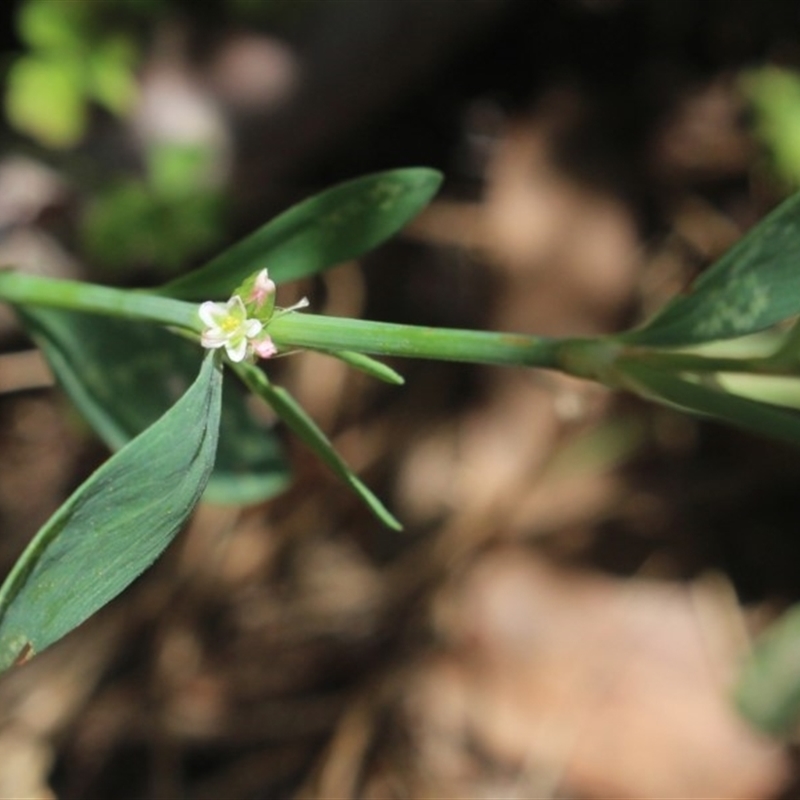 Polygonum sp.