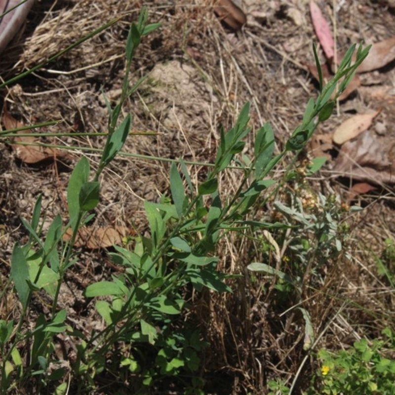 Polygonum sp.