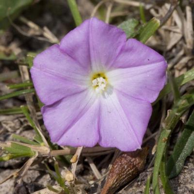 Polymeria calycina