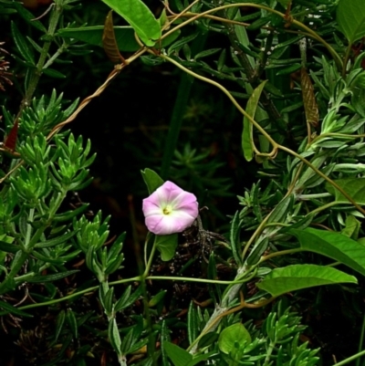 Polymeria calycina