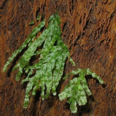 Polyphlebium venosum