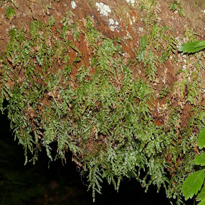 On tree fern trunk