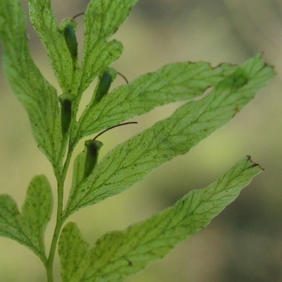 Marginal sori, partly immersed in leaf edge