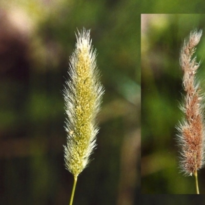 Polypogon monspeliensis