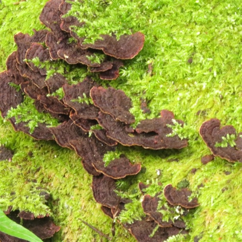 Polypore sp.