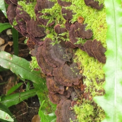 Polypore sp.