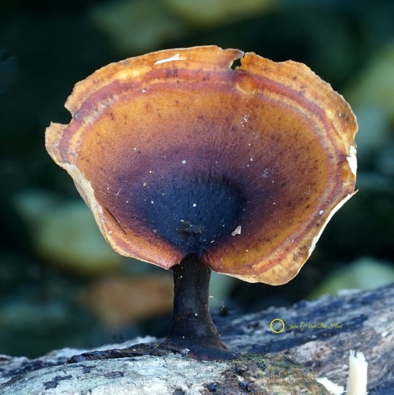 Polyporus